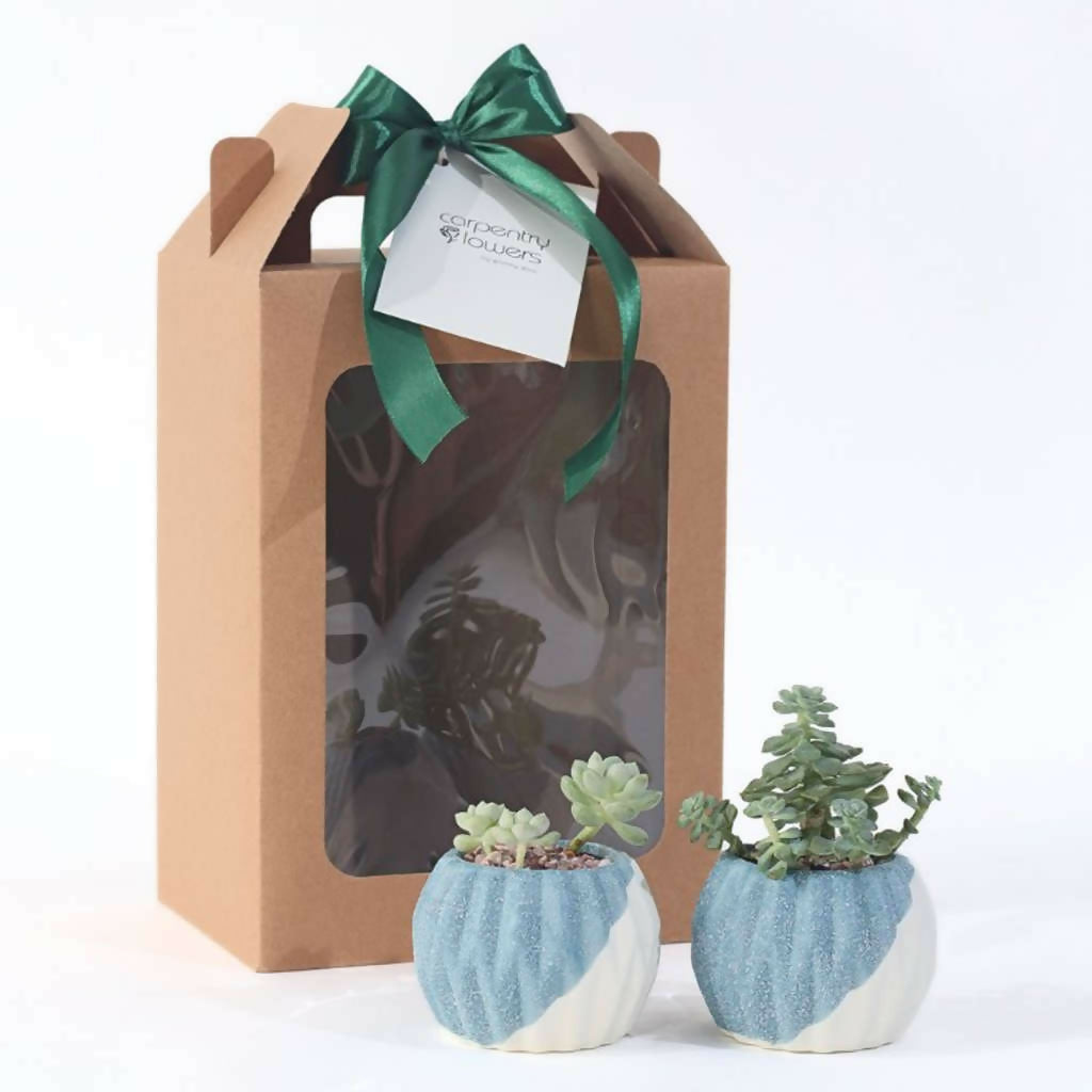 Clam Greenery - Plant Gift