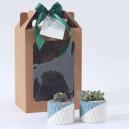 Verdant Gem - Plant Gift