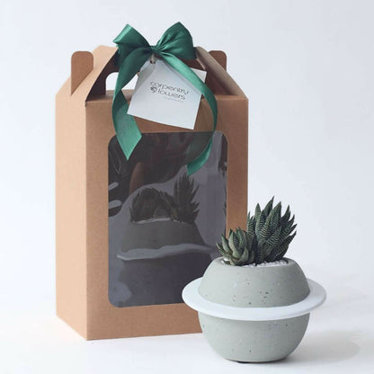 Sunlit Bloom - Plant Gift