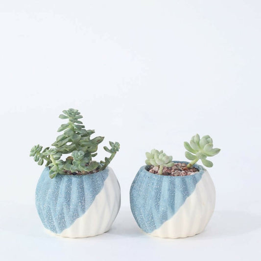 Clam Greenery - Plant Gift