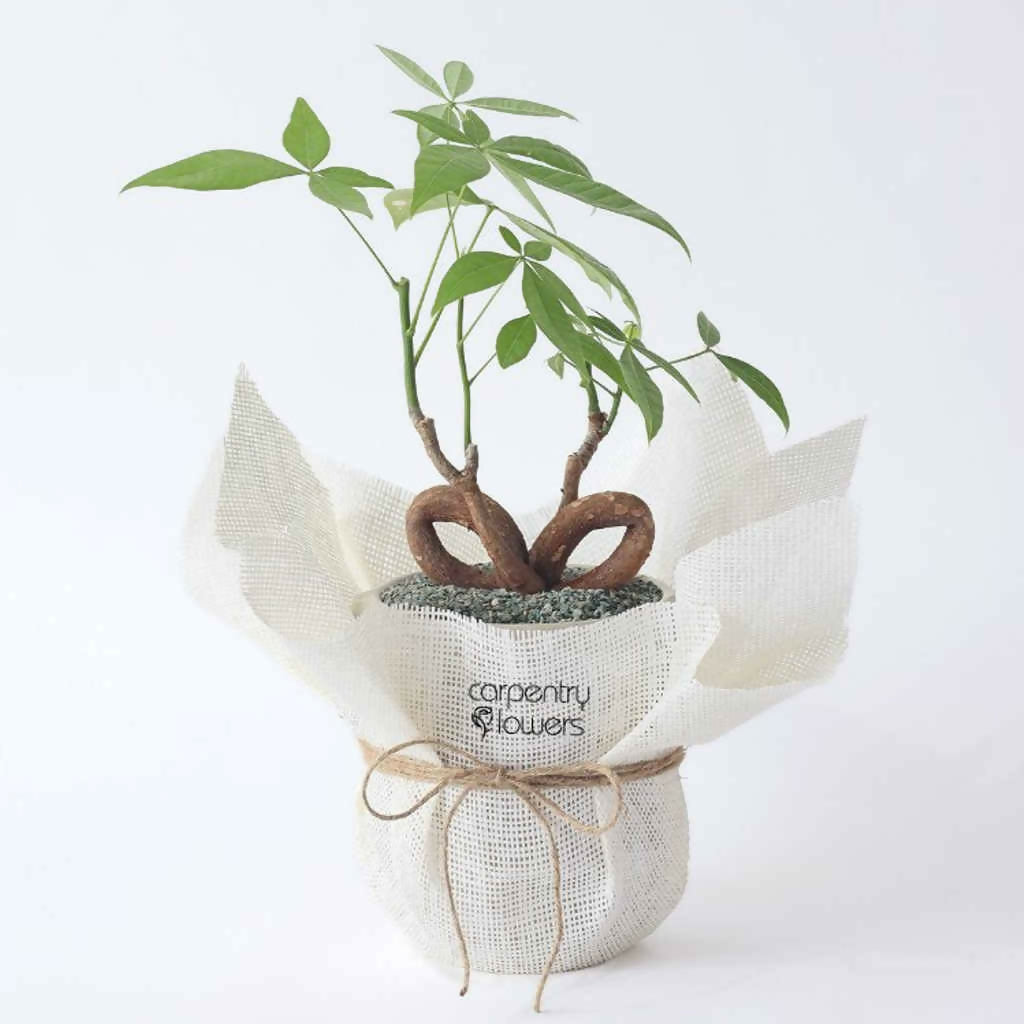 Wealthy Wishes - Plant Gift