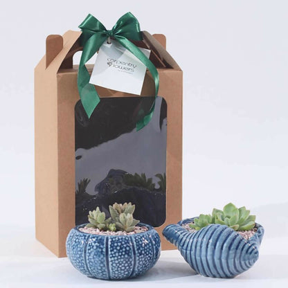 Beyond The Sea - Plant Gift