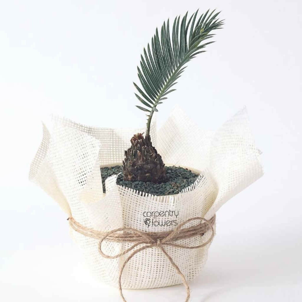 Wealth Vibes - Plant Gift