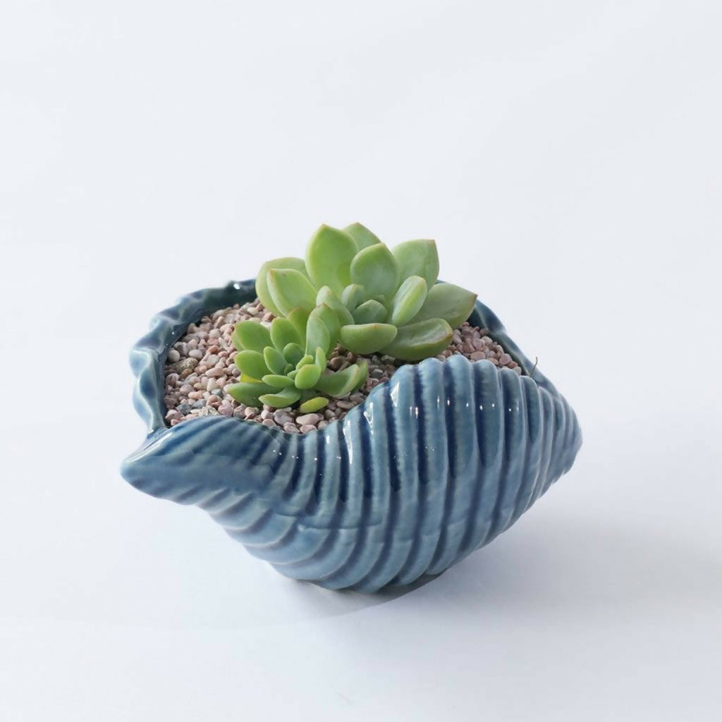 Beyond The Sea - Plant Gift